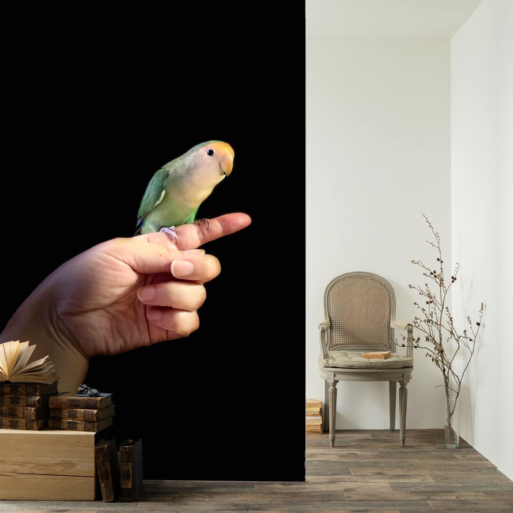 インコの案内